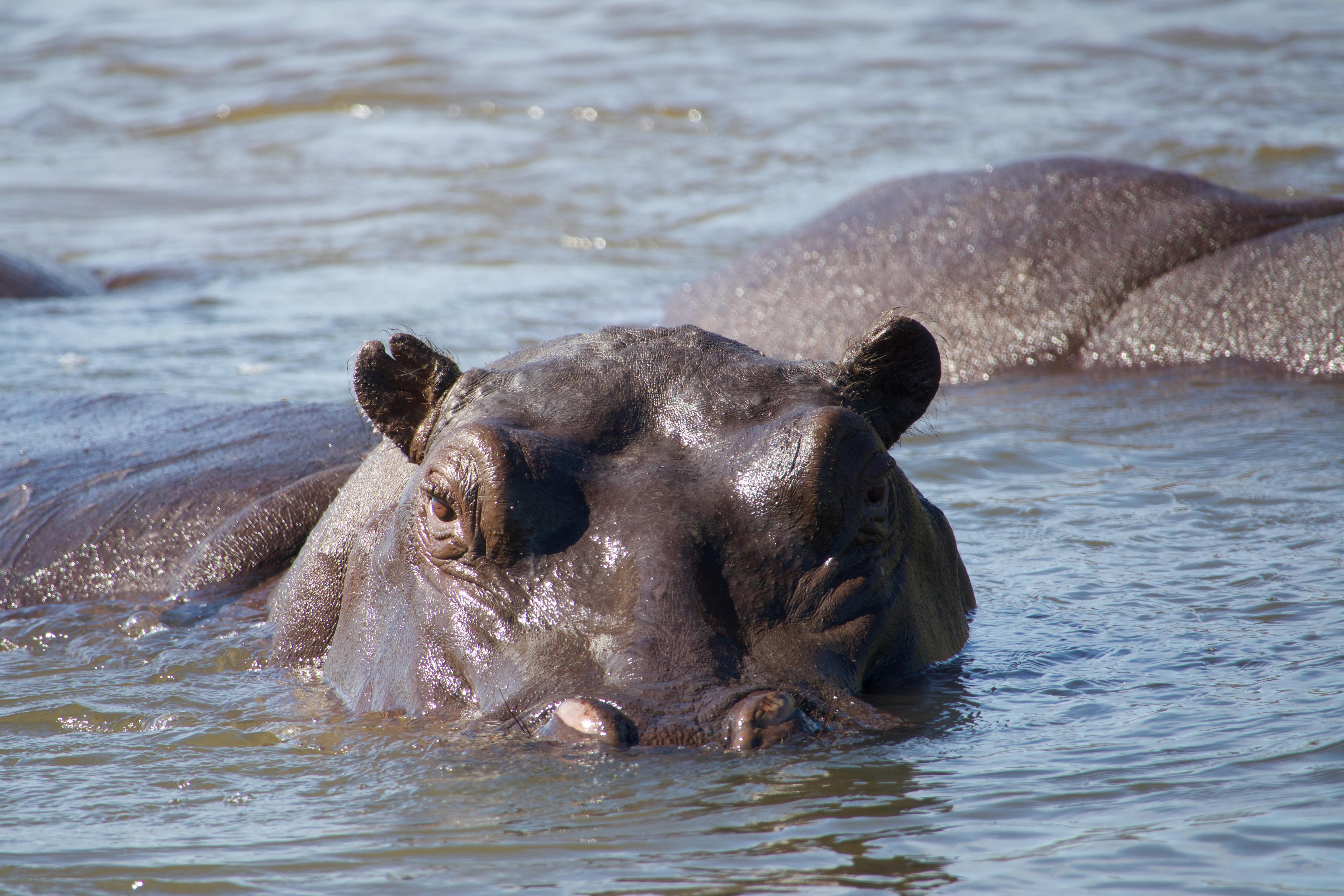 Swimming Hippopotamus